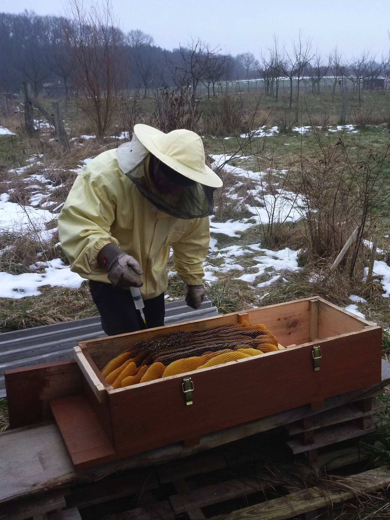 Landbienen: Oxalsäurebehandlung